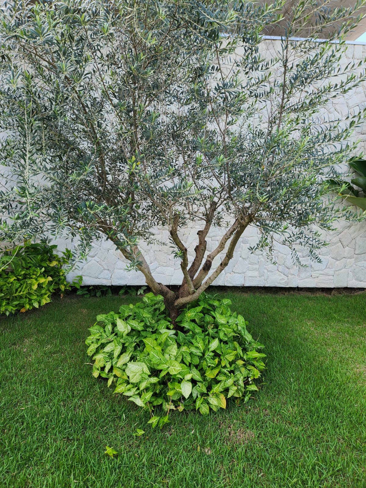 Pimenteiras ornamentais